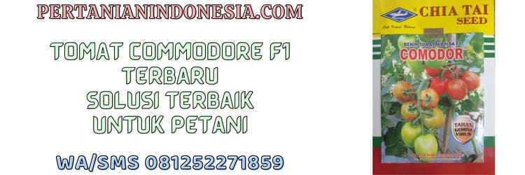 tomat,commodore,f1,commodore f1,tomat commodore